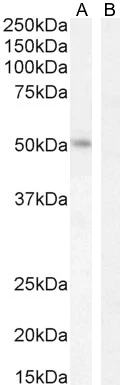 WB analysis of K562 nuclear extracts using GTX89284 LEF1 antibody, Internal pre-incubated with (Lane B) or without (Lane A) immunogen peptide. Dilution : 2microg/ml Loading : 35microg protein in RIPA buffer