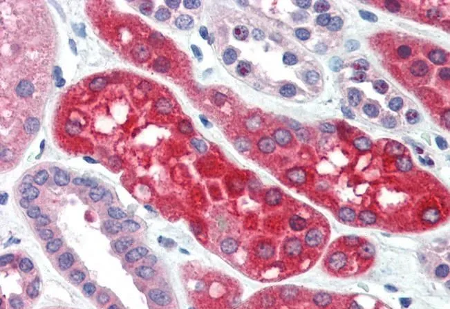 IHC-P analysis of human kidney using GTX89327 Ezrin antibody, Internal. Antigen retrieval : citrate buffer pH 6 Dilution : 3.75microg/ml