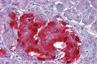IHC-P analysis of human pancreas using GTX89334 Chromogranin A precursor antibody, Internal. Antigen retrieval : citrate buffer pH 6 Dilution : 3.75microg/ml