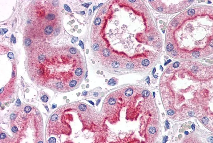 IHC-P analysis of human kidney using GTX89360 SMAD9 antibody, Internal. Antigen retrieval : citrate buffer pH 6 Dilution : 5microg/ml
