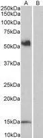WB analysis of peripheral blood lymphocyte lysate with (B) and without (A) blocking with the immunising peptide using GTX89394 CD14 antibody, Internal. Dilution : 1microg/ml Loading : 35microg protein in RIPA buffer WB analysis of peripheral blood lymphocyte lysate with (B) and without (A) blocking with the immunising peptide using GTX89394 CD14 antibody, Internal. Dilution : 1microg/ml Loading : 35microg protein in RIPA buffer