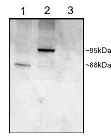 WB analysis of COS cell transfected with human PDE4D1 (1),transfected with human PDE4D3 (2),untransfected (3) using GTX89423 PDE4D antibody,C-term. Dilution : 1ug/ml Loading : 25ug