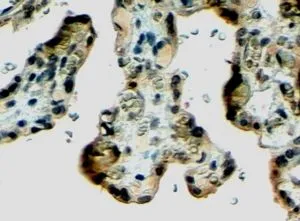IHC-P analysis of human placenta using GTX89443 Klotho antibody, Internal. Antigen retrieval : citrate buffer pH 6 Dilution : 4microg/ml