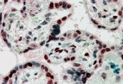 IHC-P analysis of human placenta using GTX89455 CBX1 / HP1 beta antibody, Internal. Antigen retrieval : citrate buffer pH 6 Dilution : 2.5microg/ml