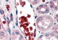 IHC-P analysis of human kidney using GTX89457 Glycophorin A antibody, C-term. Antigen retrieval : citrate buffer pH 6 Dilution : 2microg/ml