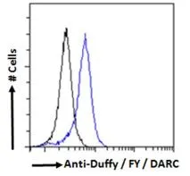 FACS analysis of PFA fixed HEK293 cells using GTX89467 DARC antibody, N-term. Blue : Primary antibody Black : Isotype control Permeabilization : 0.5% Triton Dilution : 10microg/ml