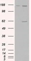 WB analysis of HEK293 overexpressing Monoamine Oxidase A (mock transfection in first lane) using GTX89475 Monoamine Oxidase A antibody, Internal.