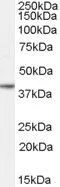 WB analysis of human ovary lysate using GTX89490 Nanog antibody, Internal. Dilution : 0.03microg/ml Loading : 35microg protein in RIPA buffer