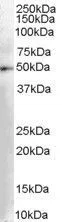 WB analysis of human kidney lysate using GTX89527 DOPA Decarboxylase antibody, C-term. Dilution : 0.03microg/ml Loading : 35microg protein in RIPA buffer