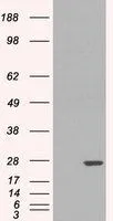 WB analysis of HEK293 overexpressing GSTP1 (mock transfection in first lane) using GTX89536 GSTP1 antibody, Internal.