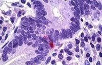 IHC-P analysis of human Intestine using GTX89539 Pancreatic Polypeptide antibody, Internal. Antigen retrieval : citrate buffer pH 6 Dilution : 5microg/ml