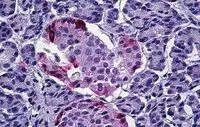 IHC-P analysis of human pancreas using GTX89539 Pancreatic Polypeptide antibody, Internal. Antigen retrieval : citrate buffer pH 6 Dilution : 5microg/ml