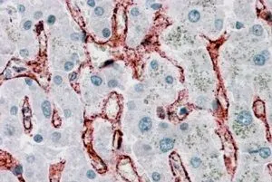 IHC-P analysis of human liver using GTX89542 CD32B antibody, C-term. Antigen retrieval : citrate buffer pH 6 Dilution : 3.75microg/ml