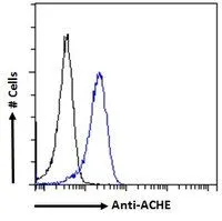 FACS analysis of PFA fixed HeLa cells using GTX89580 AChE antibody, C-term. Blue : Primary antibody Black : Isotype control Permeabilization : 0.5% Triton Dilution : 10microg/ml