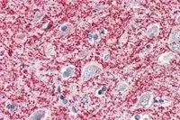 IHC-P analysis of human cortex using GTX89606 MOG antibody, C-term. Antigen retrieval : citrate buffer pH 6 Dilution : 5microg/ml
