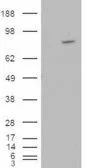 WB analysis of HEK293 overexpressing ARHGEF4 (mock transfection in first lane) using GTX89645 ARHGEF4 antibody, N-term.