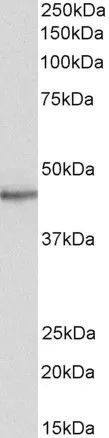 WB analysis of human heart lysate using GTX89679 STAP2 antibody, C-term. Dilution : 0.5microg/ml Loading : 35microg protein in RIPA buffer WB analysis of human heart lysate using GTX89679 STAP2 antibody, C-term. Dilution : 0.5microg/ml Loading : 35microg protein in RIPA buffer