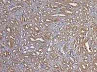 IHC-P analysis of human kidney using GTX89740 GAPDH antibody, C-term. Antigen retrieval : citrate buffer pH 6 Dilution : 5microg/ml