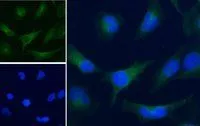 ICC/IF analysis of PFA fixed HeLa cells using GTX89740 GAPDH antibody, C-term. Green : Primary antibody Blue : DAPI Negative control : Unimmunized goat IgG Permeabilization : 0.15% Triton Dilution : 5microg/ml