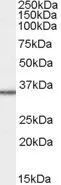 WB analysis of HepG2 cell lysate using GTX89768 MRPL3 antibody, C-term. Dilution : 1microg/ml Loading : 35microg protein in RIPA buffer