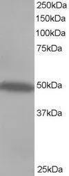 WB analysis of Jurkat lysate using GTX89784 CSK antibody, C-term. Dilution : 0.5microg/ml Loading : 35microg protein in RIPA buffer