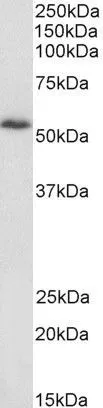 WB analysis of 3T3 lysate using GTX89787 HIP55 antibody, N-term. Dilution : 1microg/ml Loading : 35microg protein in RIPA buffer