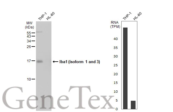 Various whole cell extracts (30 microg) were separated by 15% SDS-PAGE, and the membrane was blotted with Iba1 (isoform 1 and 3) antibody, C-term (GTX89792) diluted at 1:1000. The HRP-conjugated anti-rabbit IgG antibody (GTX213110-01) was used to detect the primary antibody. Corresponding RNA expression data for the same cell lines are based on Human Protein Atlas program.