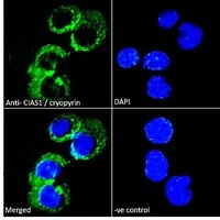 ICC/IF analysis of PFA-fixed U937 cells using GTX89829 Cryopyrin ( C Terminus) antibody, C-term. Green : Primary antibody Blue : DAPI Negative control: Unimmunized goat IgG (10ug/ml) Permeabilization : 0.15% Triton Dilution : 10ug/ml