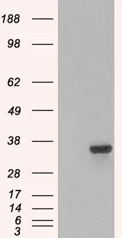 WB analysis of human kidney lysate using GTX89875 PSMF1 (Isoform 1) antibody,C-term. Dilution : 1ug/ml Loading : 30ug protein in RIPA buffer