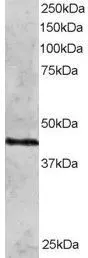 WB analysis of HeLa lysate using GTX89889 Rad51C antibody,N-term. Dilution : 2ug/ml Loading : 30ug protein in RIPA buffer