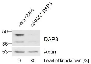 WB analysis of HeLa lysate (control in left lane and after si-RNA-mediated DAP3 knock-down expresson in right lane) using GTX89921 DAP3 antibody, C-term. Dilution : 1microg/ml Loading : 35microg protein in RIPA buffer WB analysis of HeLa lysate (control in left lane and after si-RNA-mediated DAP3 knock-down expresson in right lane) using GTX89921 DAP3 antibody, C-term. Dilution : 1microg/ml Loading : 35microg protein in RIPA buffer