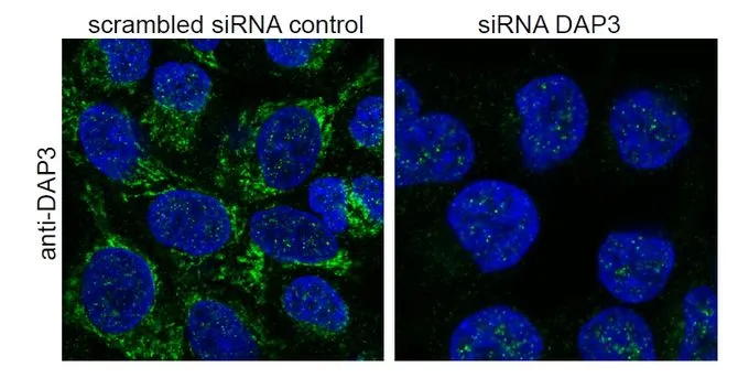ICC/IF analysis of guanidinium thiocyanate-treated HeLa control (left) and after (right) si-RNA-mediated DAP3 knock-down cells using GTX89921 DAP3 antibody, C-term. Dilution : 0.5microg/ml
