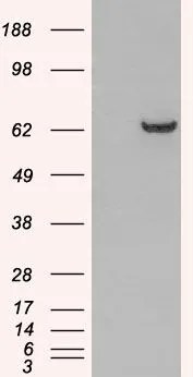 WB analysis of HEK293 overexpressing GRB7 (mock transfection in first lane) using GTX89926 GRB7 antibody,N-term.
