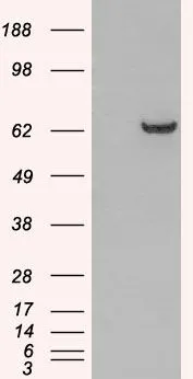 WB analysis of HEK293 overexpressing GRB7 (mock transfection in first lane) using GTX89926 GRB7 antibody, N-term.