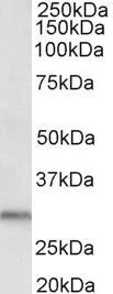 WB analysis of human kidney lysate using GTX89948 DAPP1 antibody, C-term. Dilution : 0.5microg/ml Loading : 35microg protein in RIPA buffer WB analysis of human kidney lysate using GTX89948 DAPP1 antibody, C-term. Dilution : 0.5microg/ml Loading : 35microg protein in RIPA buffer