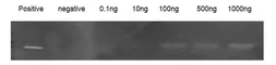 Pig MMP9 protein, His tag (active). GTX00050-pro