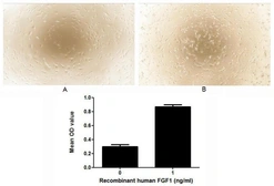 Human FGF1 protein, His and GST tag (active). GTX00081-pro