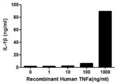 Human TNF alpha protein, His tag (active). GTX00102-pro