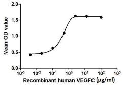 Human VEGFC protein, His tag (active). GTX00104-pro