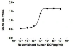 Human EGF protein, His tag (active). GTX00114-pro
