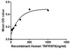 Human CD137 protein, His tag. GTX00128-pro