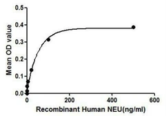 Human NEU1 protein, His tag. GTX00129-pro