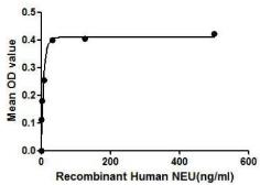 Human NEU1 protein, His tag. GTX00130-pro