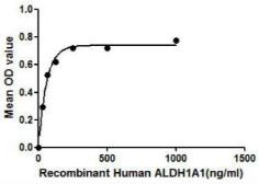 Human ALDH1A1 protein, His tag. GTX00155-pro