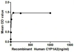 Human CYP1A2 protein, His and GST tag. GTX00158-pro
