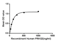 Human CGK2 protein, His tag. GTX00173-pro