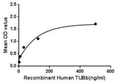 Human beta Tubulin I protein, His tag. GTX00175-pro