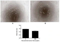 Human TGF beta 2 protein, His tag (active). GTX00211-pro