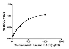 Human HDAC1 protein, His tag. GTX00230-pro