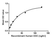 Human ODC protein, His tag. GTX00240-pro